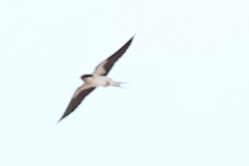 Ethiopian Swallow - ML621512578