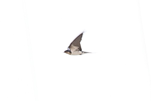 Ethiopian Swallow - ML621512593