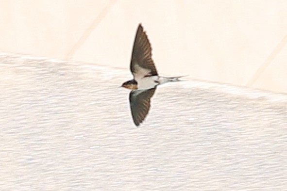 Ethiopian Swallow - ML621512612