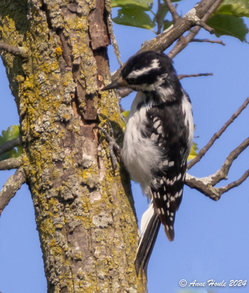 Hairy Woodpecker - ML621512695