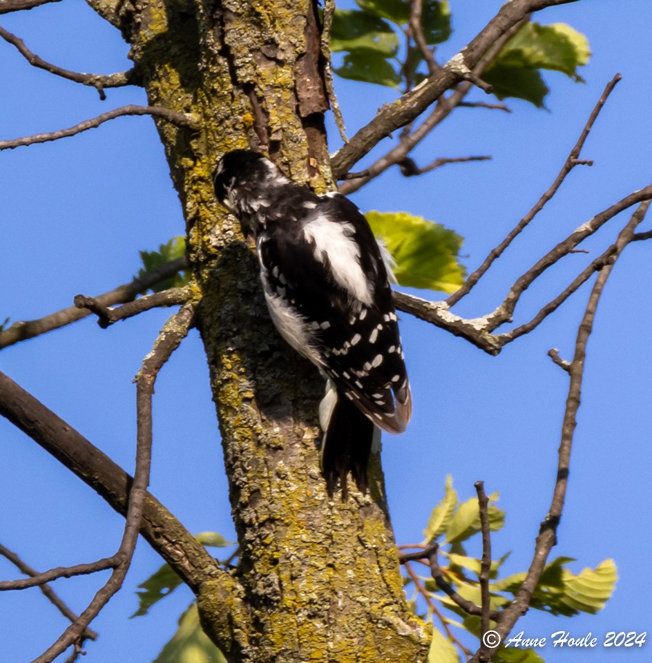 Hairy Woodpecker - ML621512696