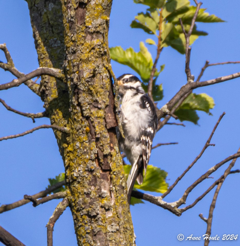 Hairy Woodpecker - ML621512697