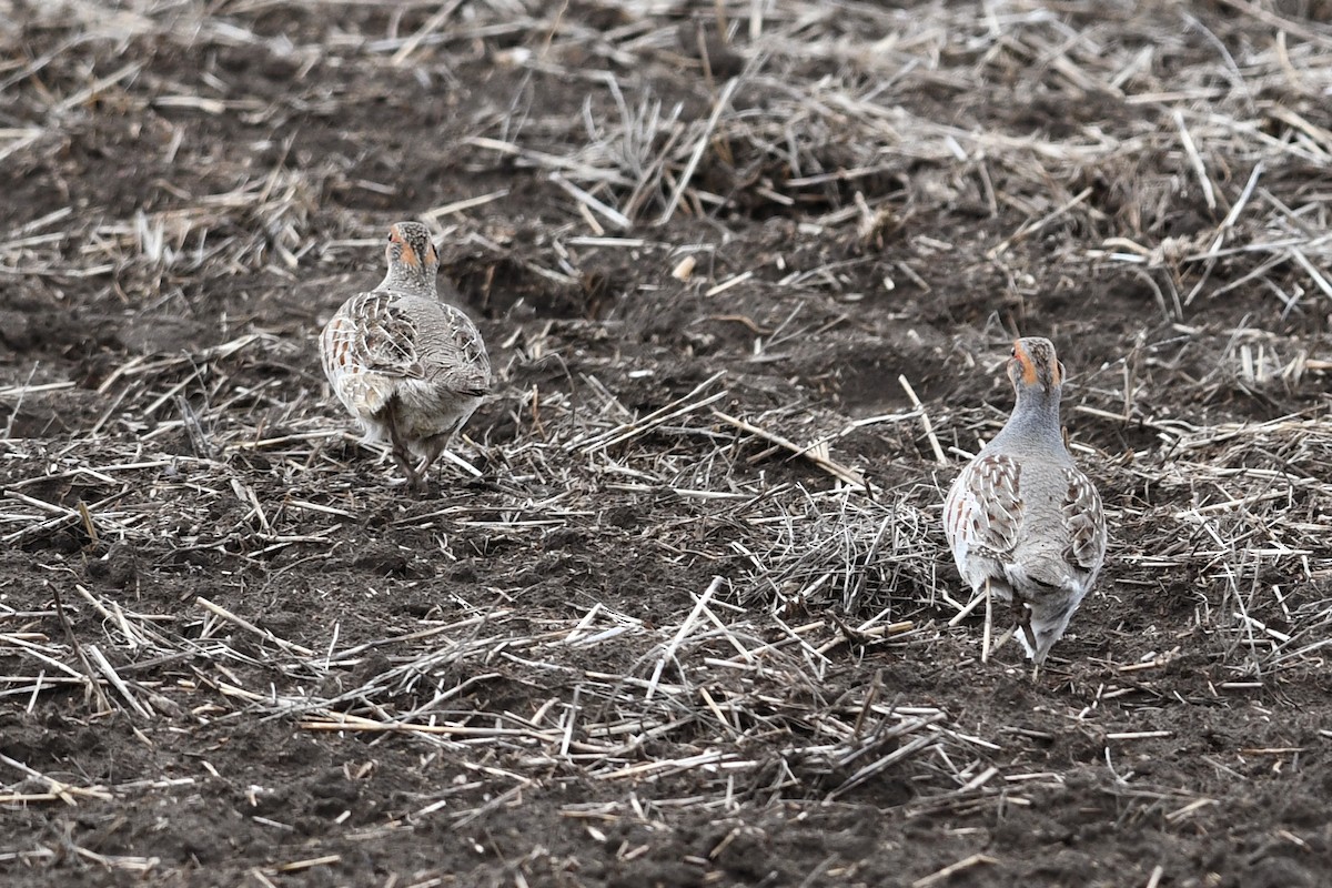 Gray Partridge - ML621512702