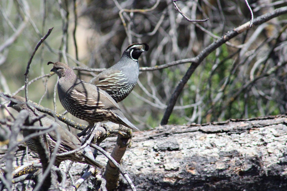 California Quail - ML621512721