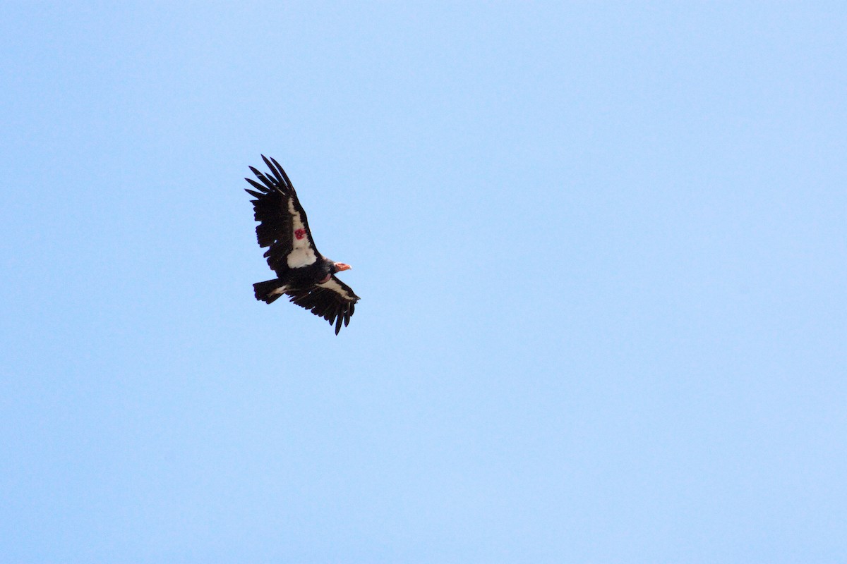 California Condor - ML621512731