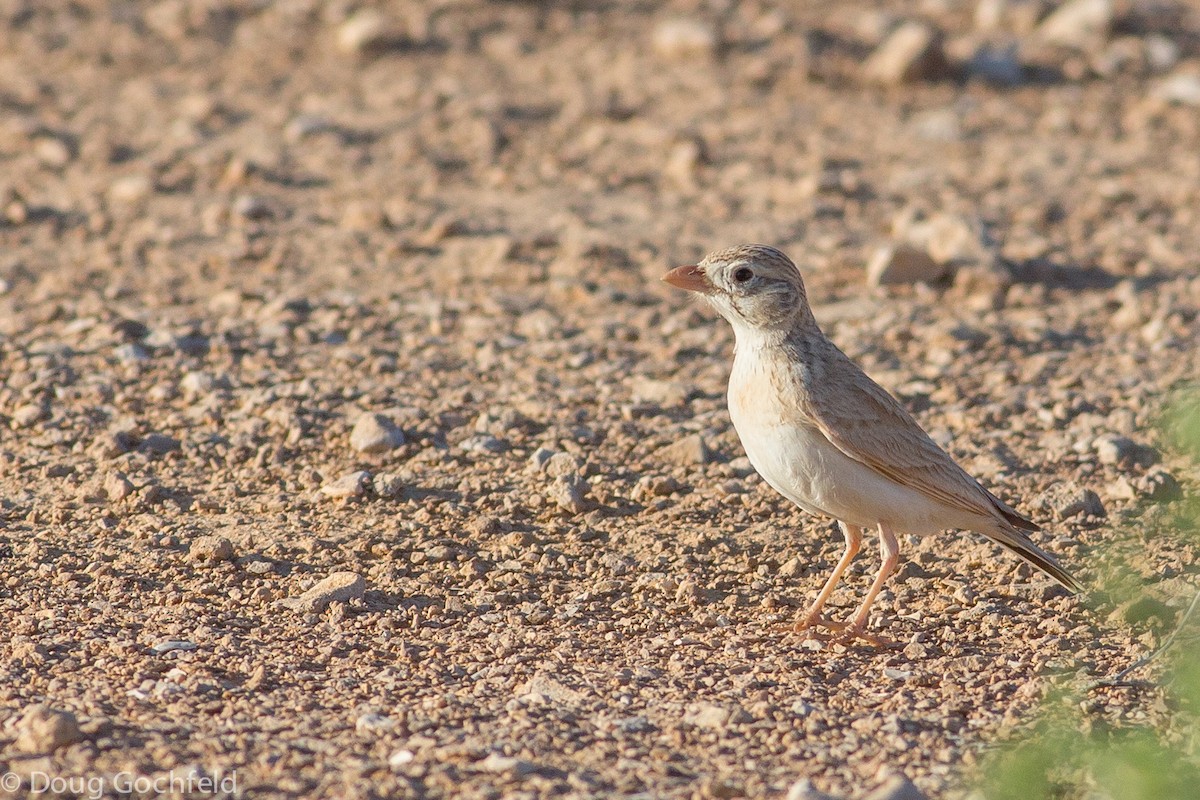 Arabian Lark - ML621512923