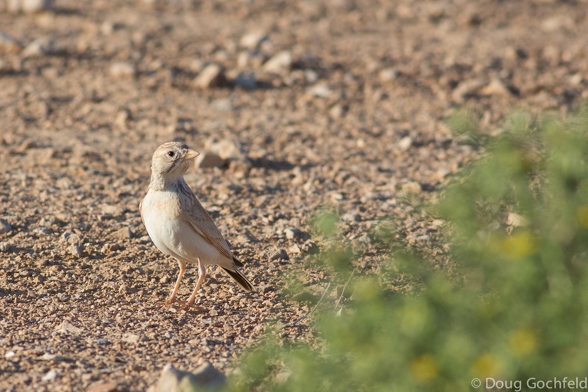 Arabian Lark - ML621512927