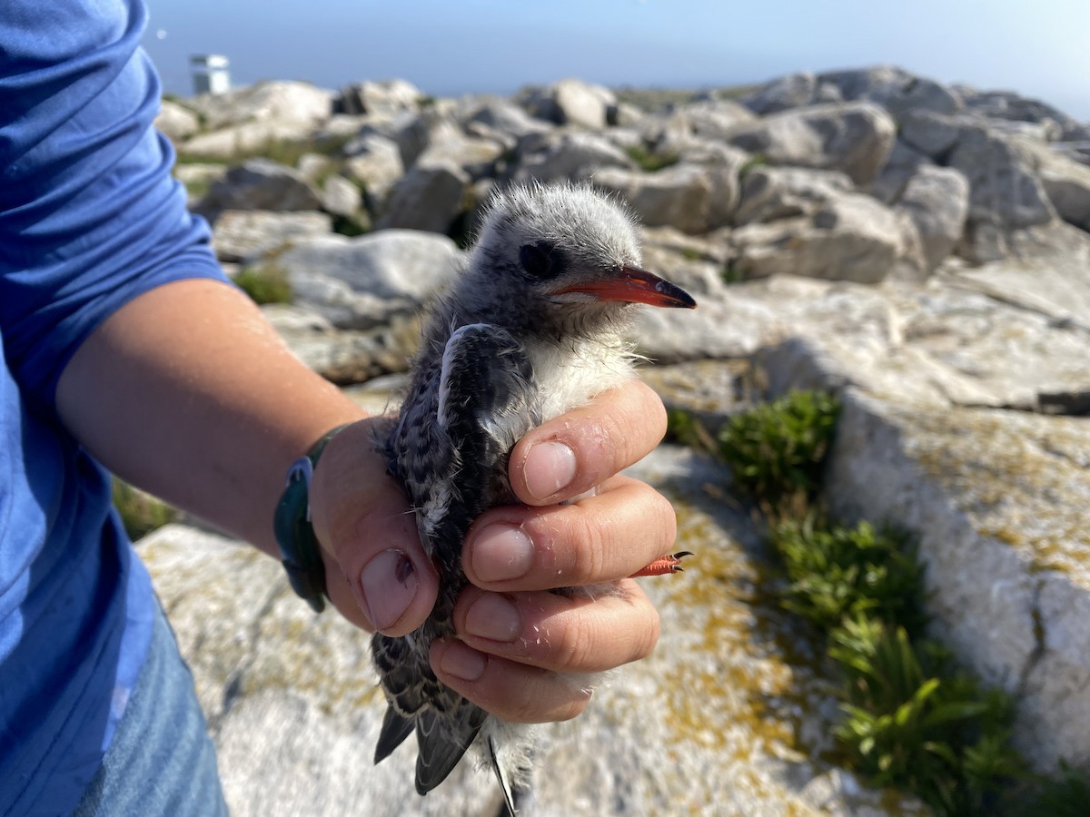 Common x Arctic Tern (hybrid) - ML621512978