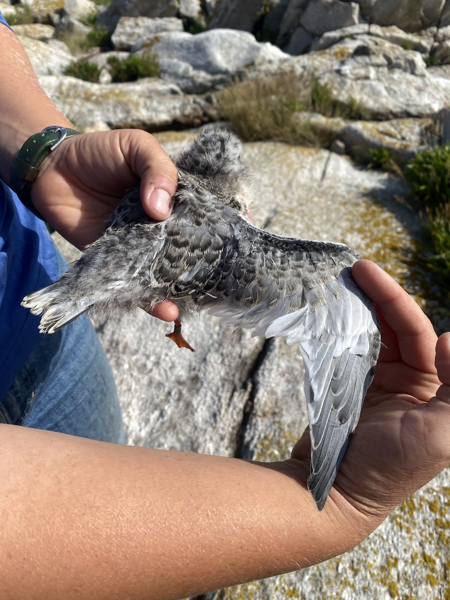 Common x Arctic Tern (hybrid) - ML621512979