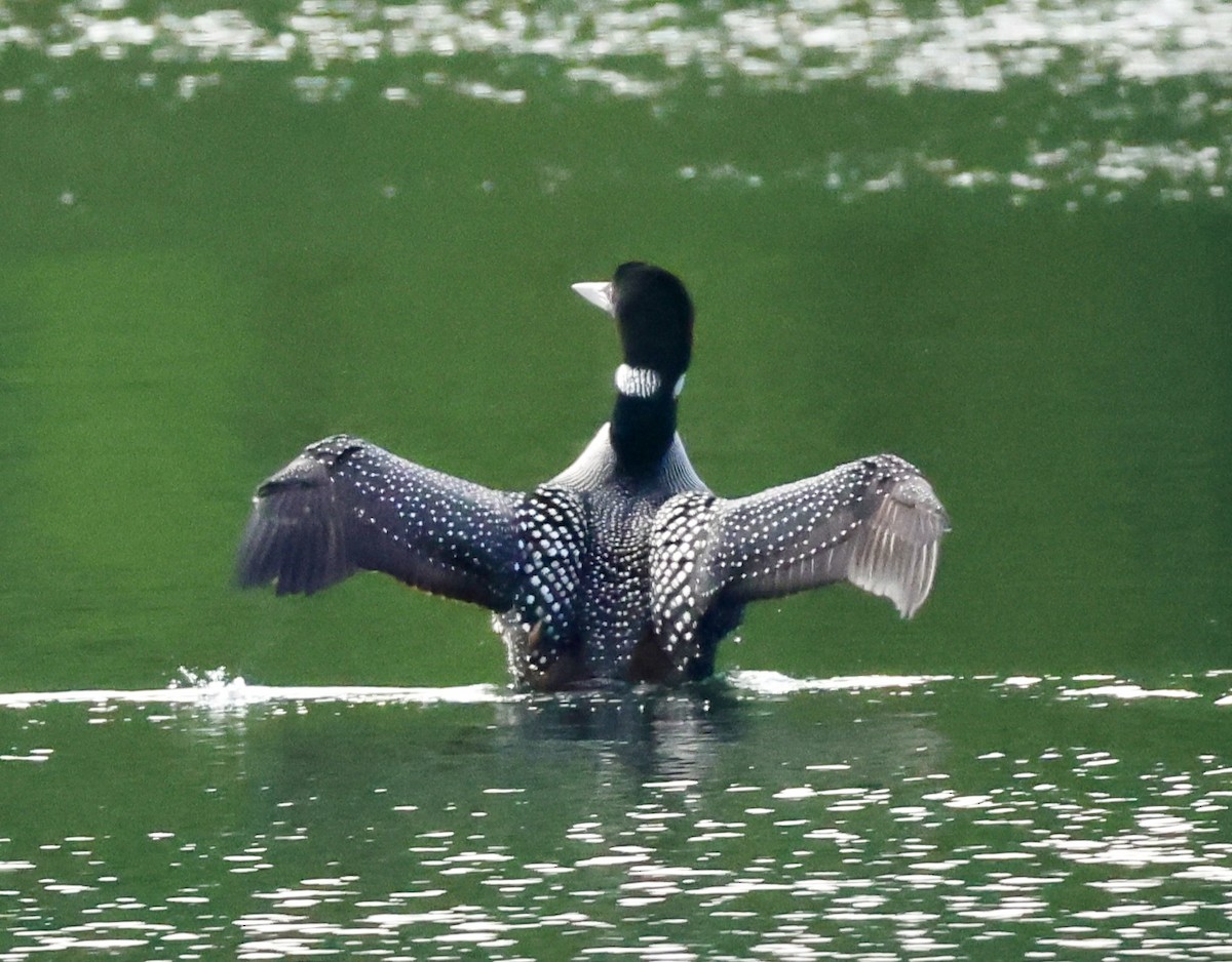 Common Loon - ML621512994