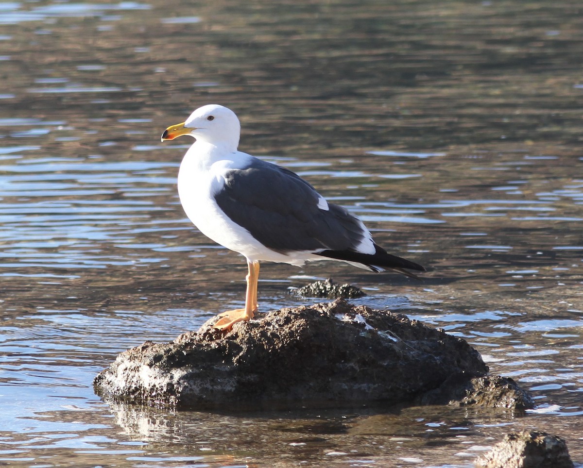 Yellow-footed Gull - ML621513000