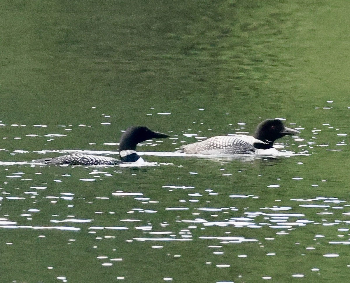 Common Loon - ML621513001