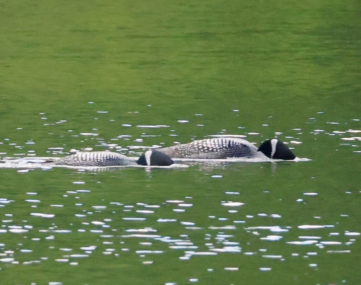 Common Loon - ML621513004