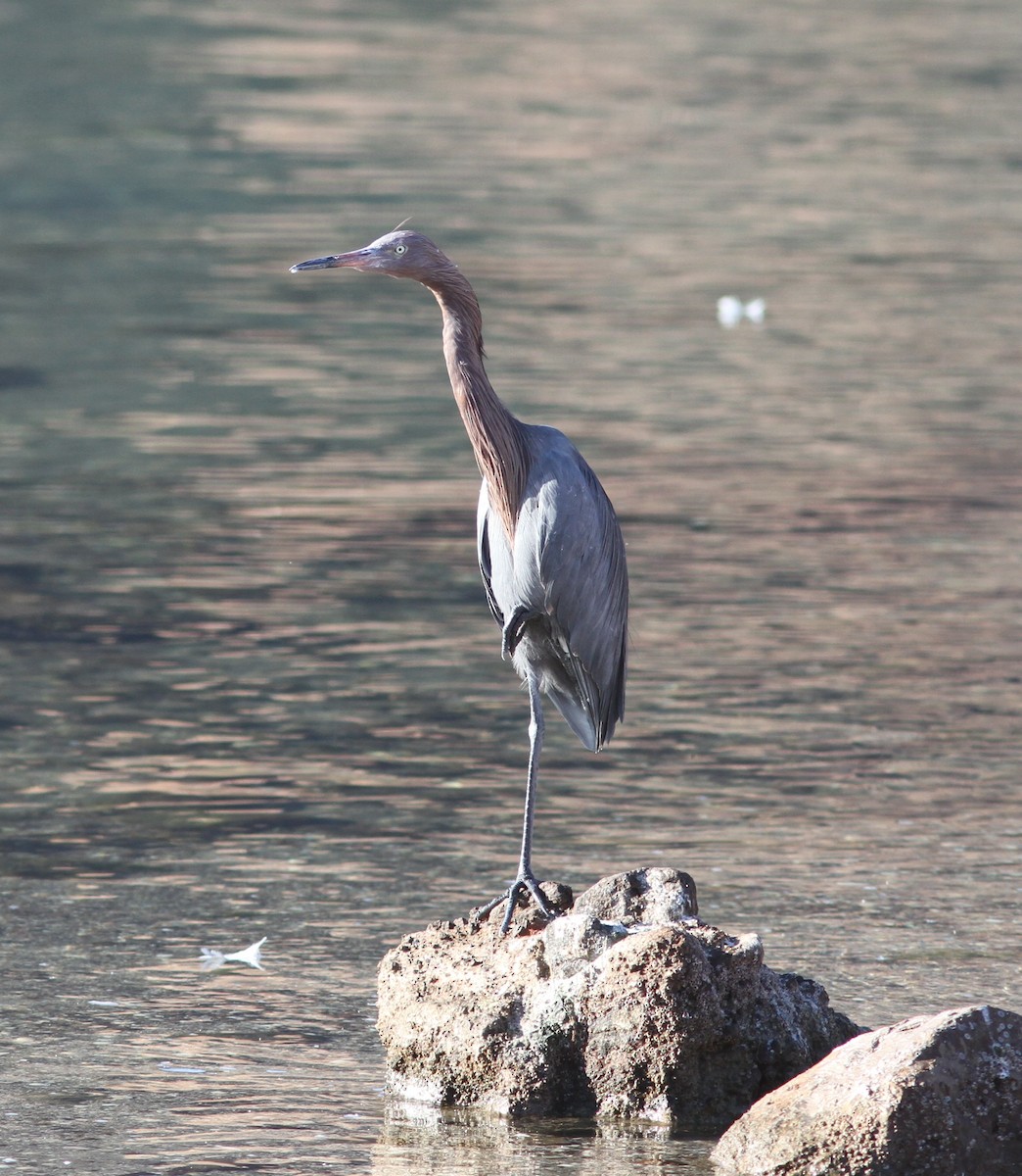 Reddish Egret - David Vander Pluym