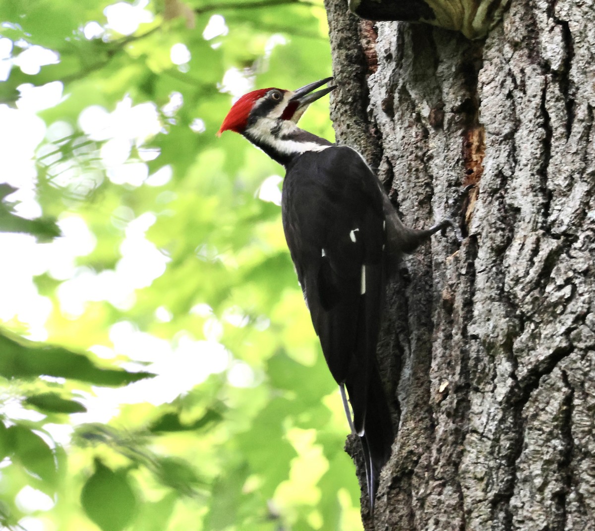 Pileated Woodpecker - Charlie   Nims