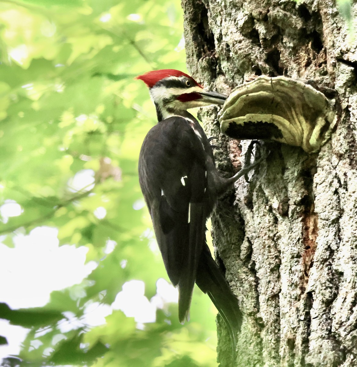 Pileated Woodpecker - ML621513014