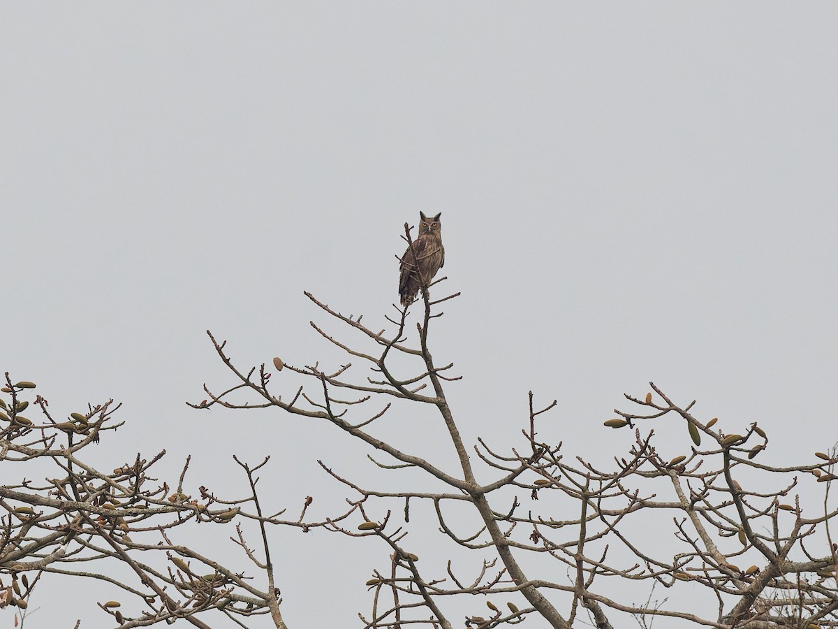 Dusky Eagle-Owl - ML621513060