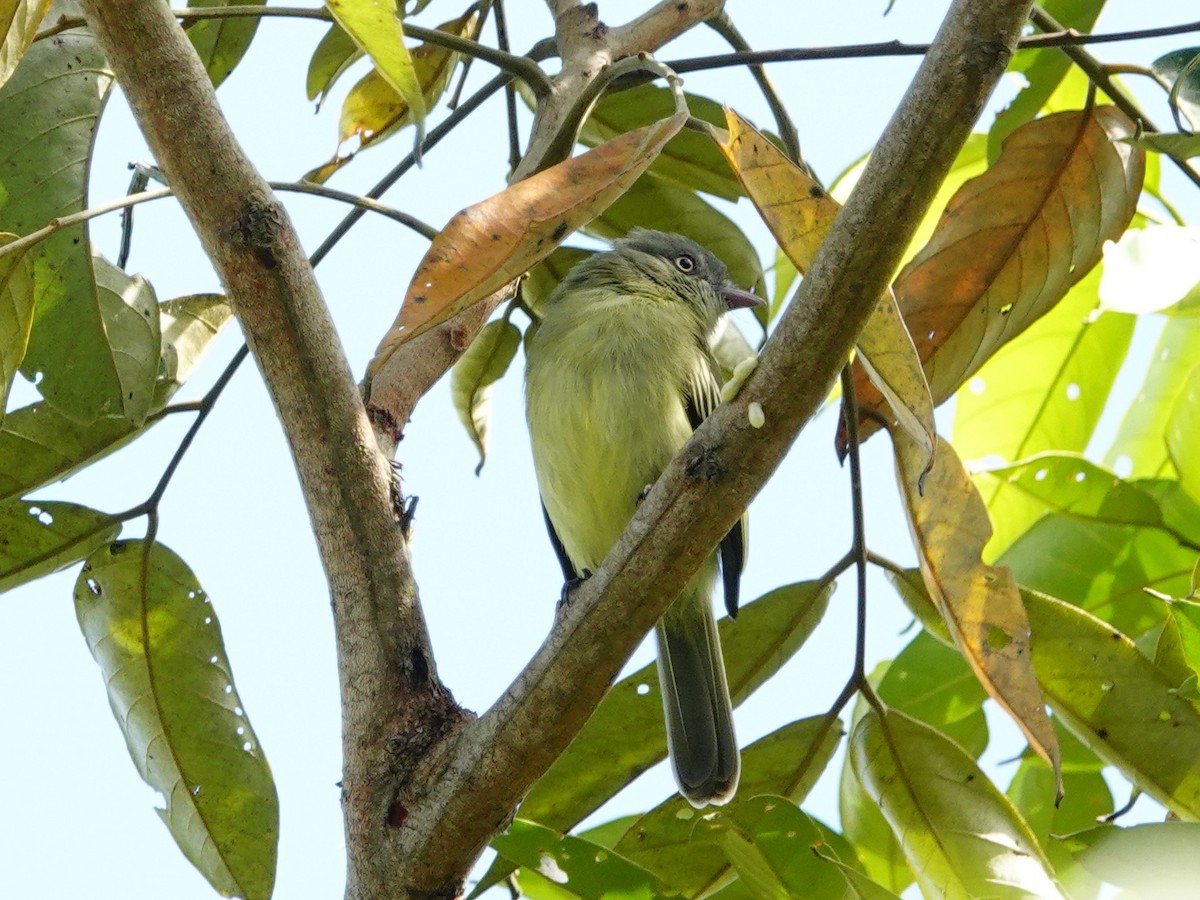 Red-billed Tyrannulet - ML621513080