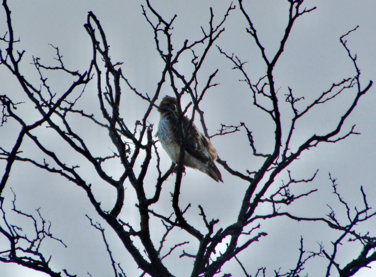 Red-tailed Hawk - ML621513145