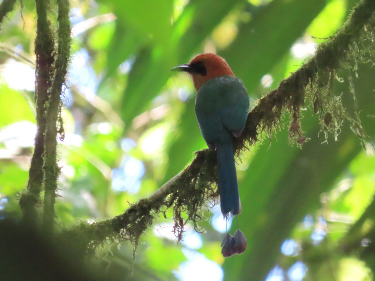 Broad-billed Motmot (Broad-billed) - ML621513152