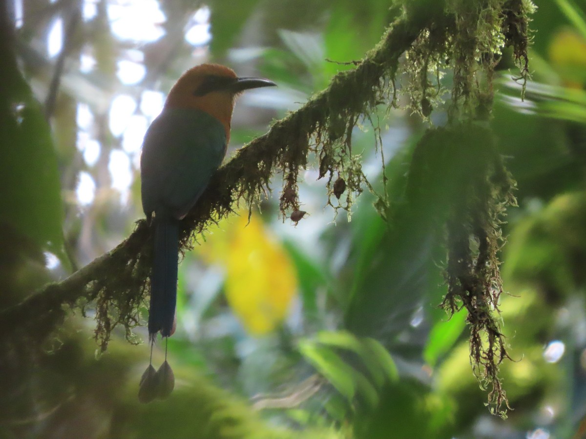 Broad-billed Motmot (Broad-billed) - ML621513153