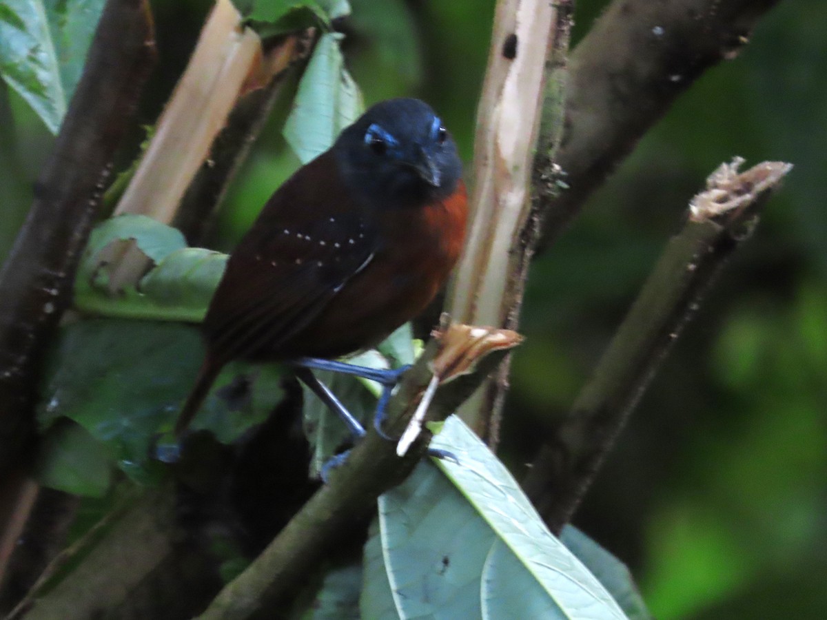 Chestnut-backed Antbird (Short-tailed) - ML621513156