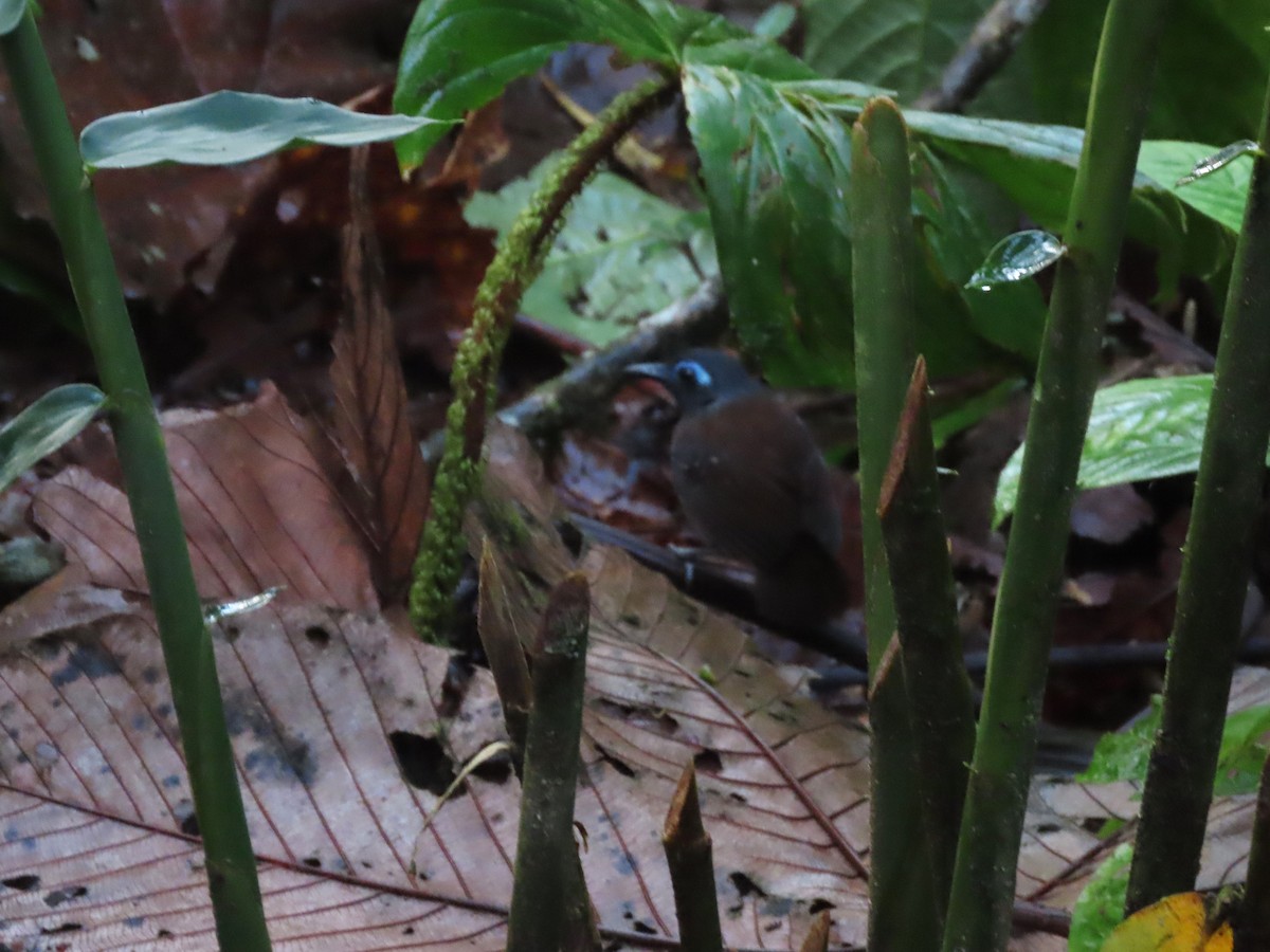 Chestnut-backed Antbird (Short-tailed) - ML621513157