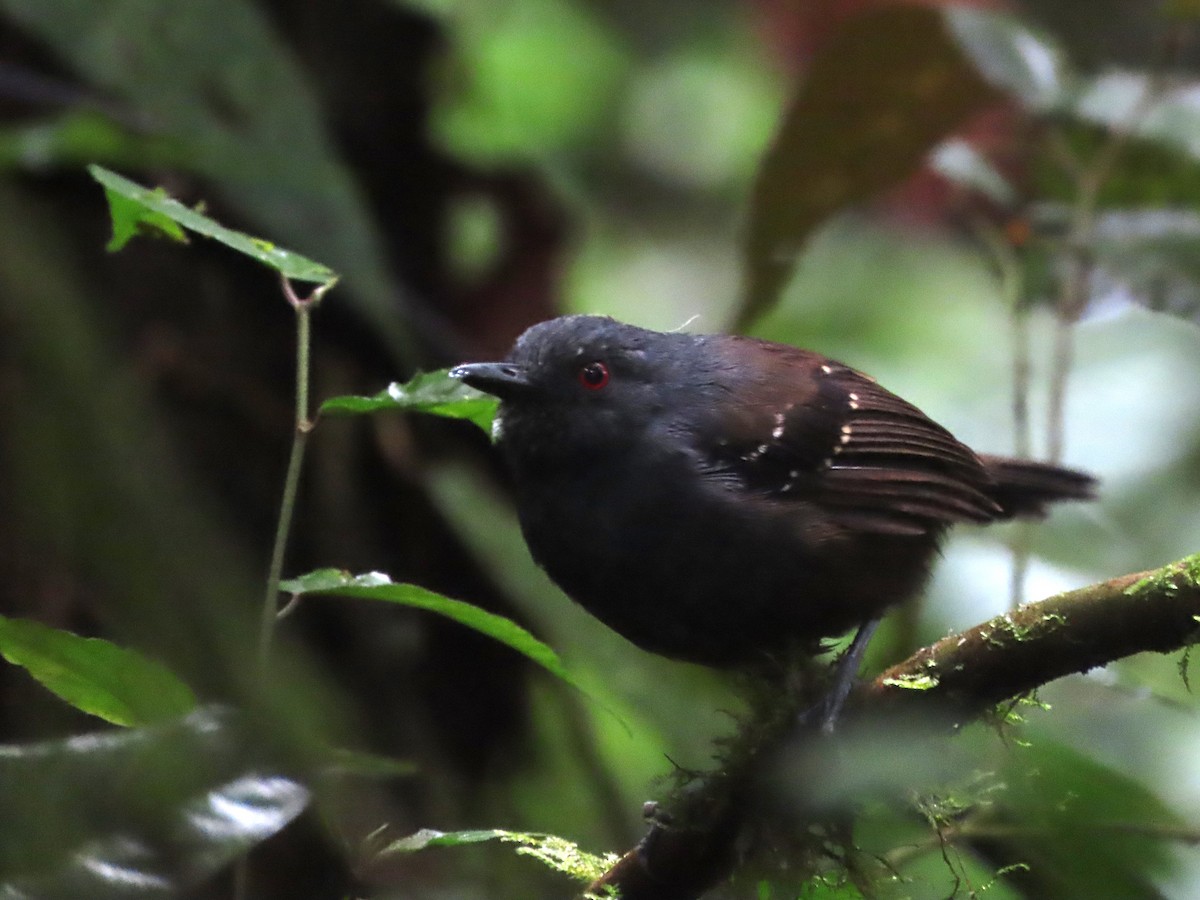Esmeraldas Antbird - ML621513159