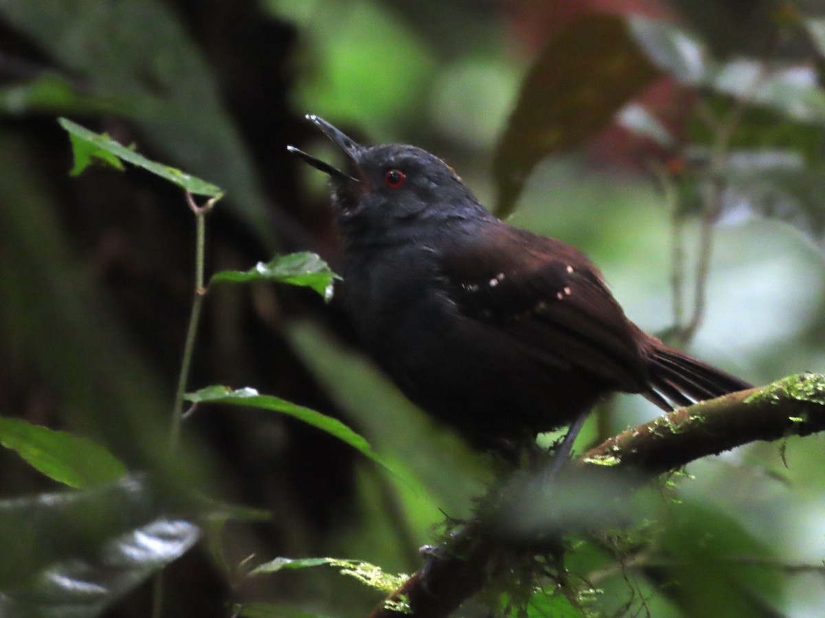 Esmeraldas Antbird - ML621513160