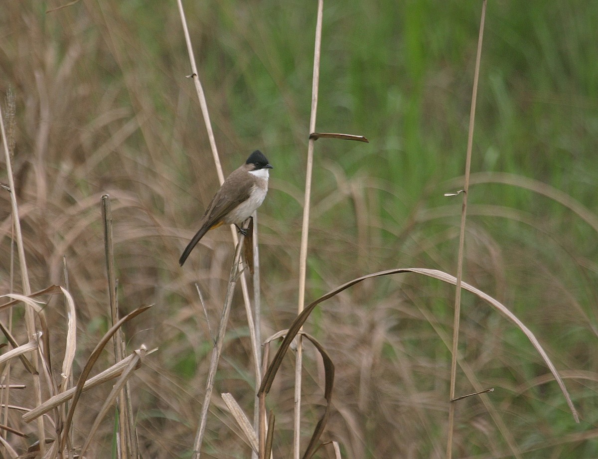 Brown-breasted Bulbul - ML621513219