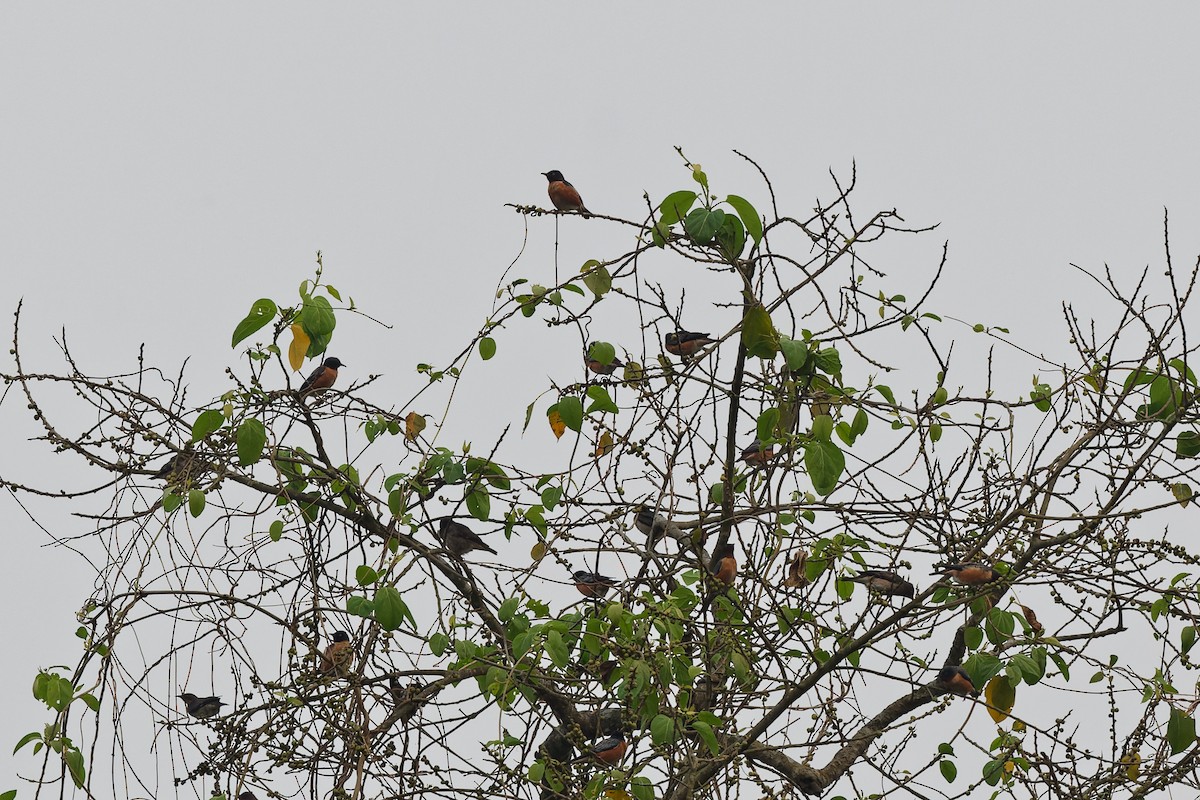 Spot-winged Starling - ML621513258