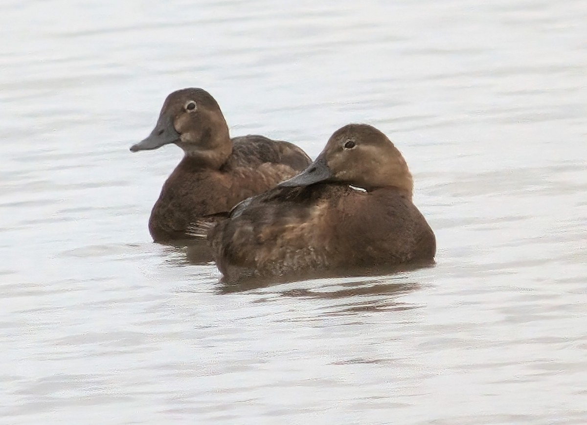 Common Pochard - ML621513413