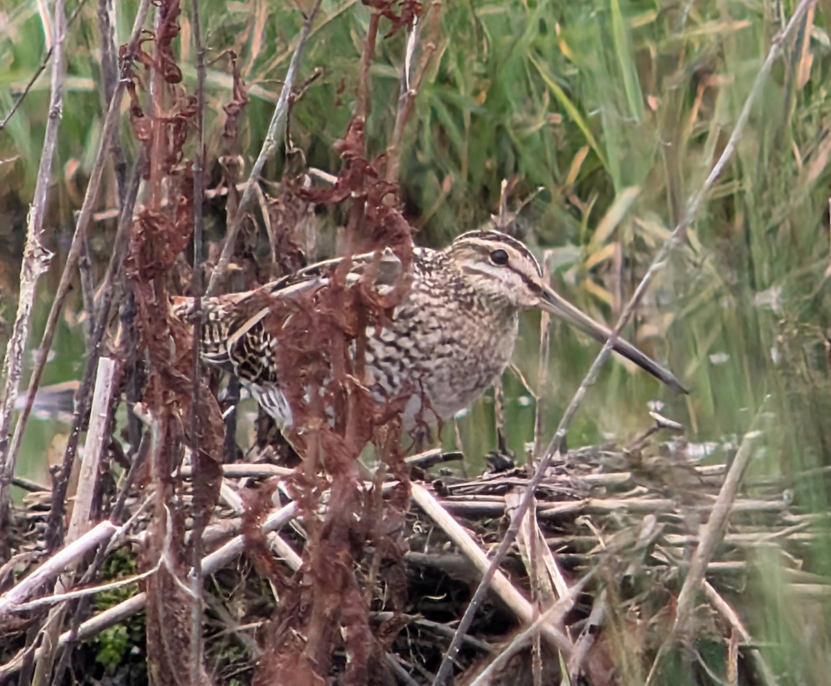 Common Snipe - ML621513422