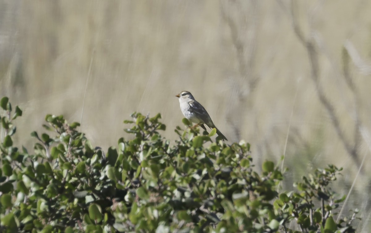 White-crowned Sparrow (Gambel's) - ML621513468