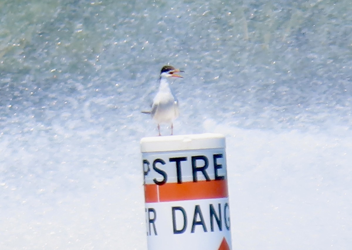 Forster's Tern - ML621513513