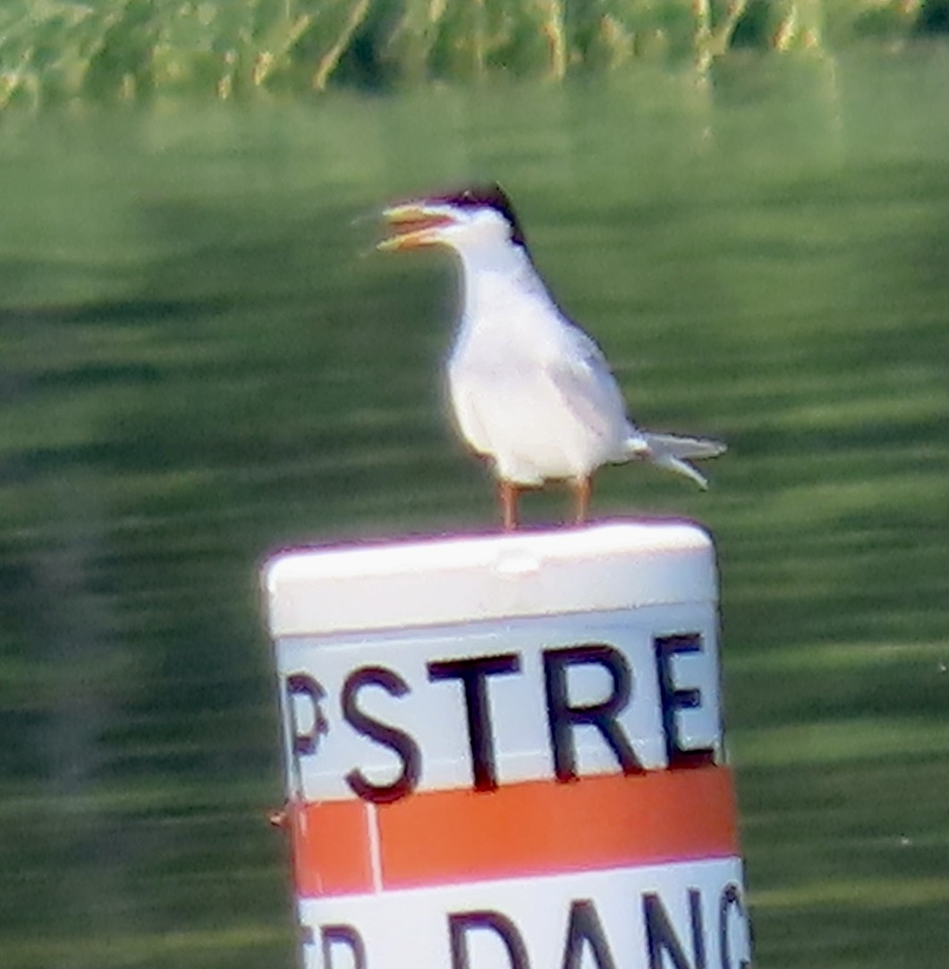 Forster's Tern - ML621513514