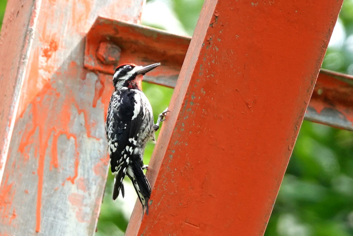 Yellow-bellied Sapsucker - ML621513646