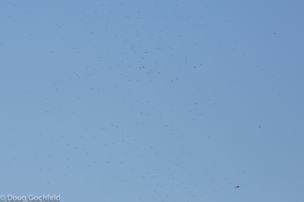 European Honey-buzzard - ML621513668