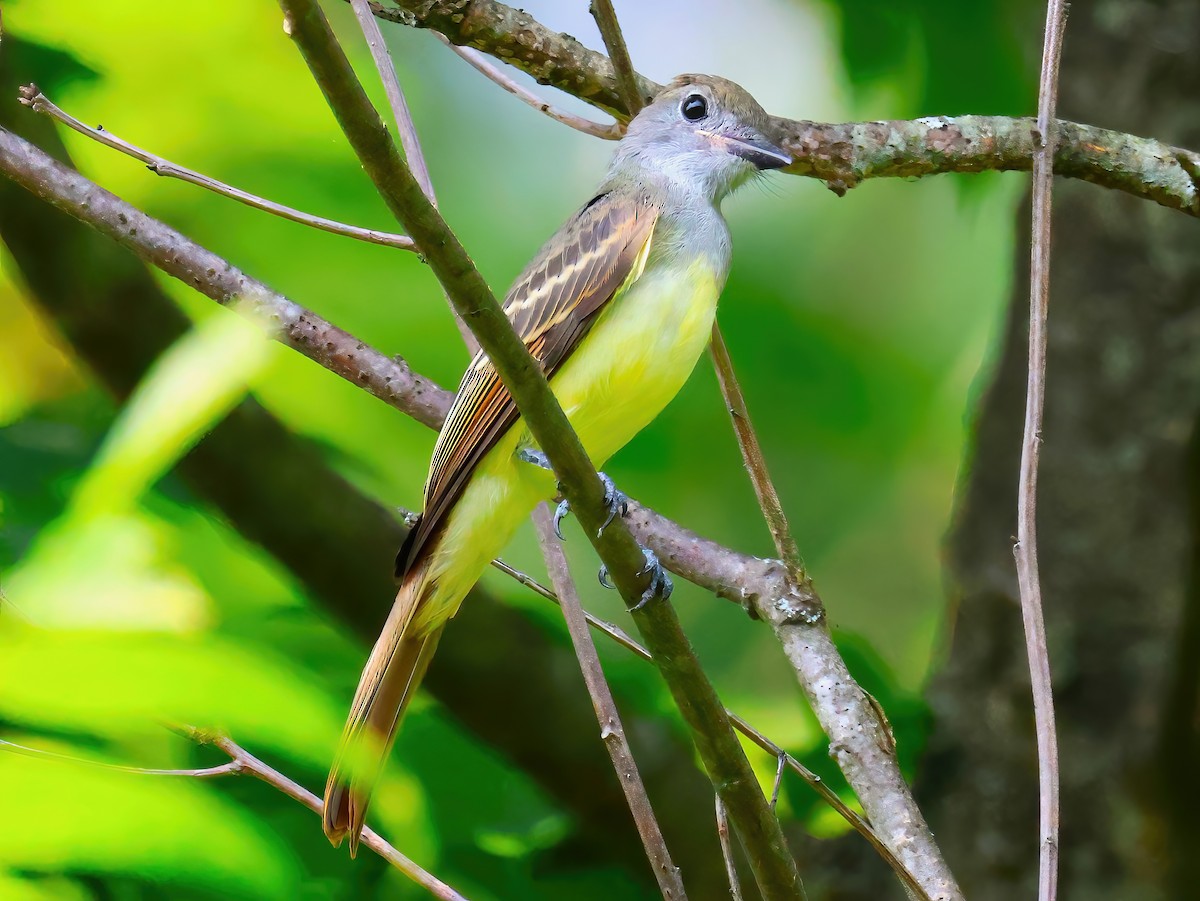 Great Crested Flycatcher - ML621513724