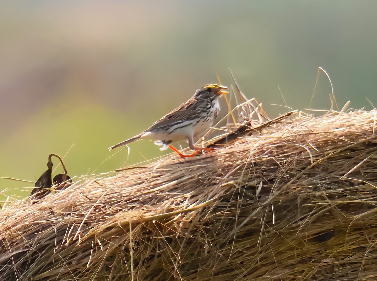 Savannah Sparrow - ML621513737