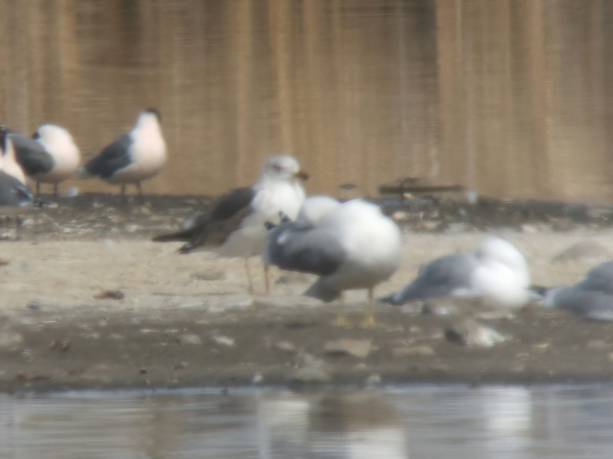 Lesser Black-backed Gull - David M. Bell