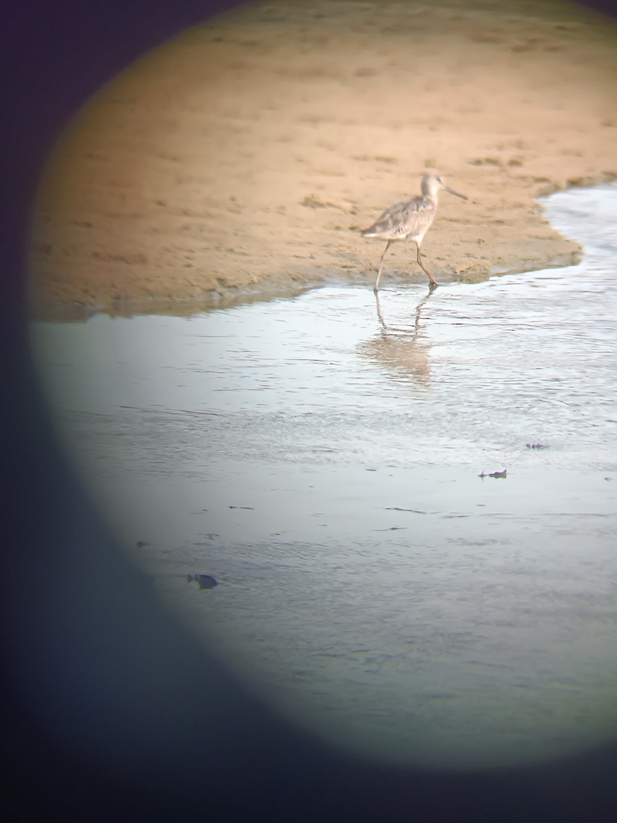 Willet - ML621513837