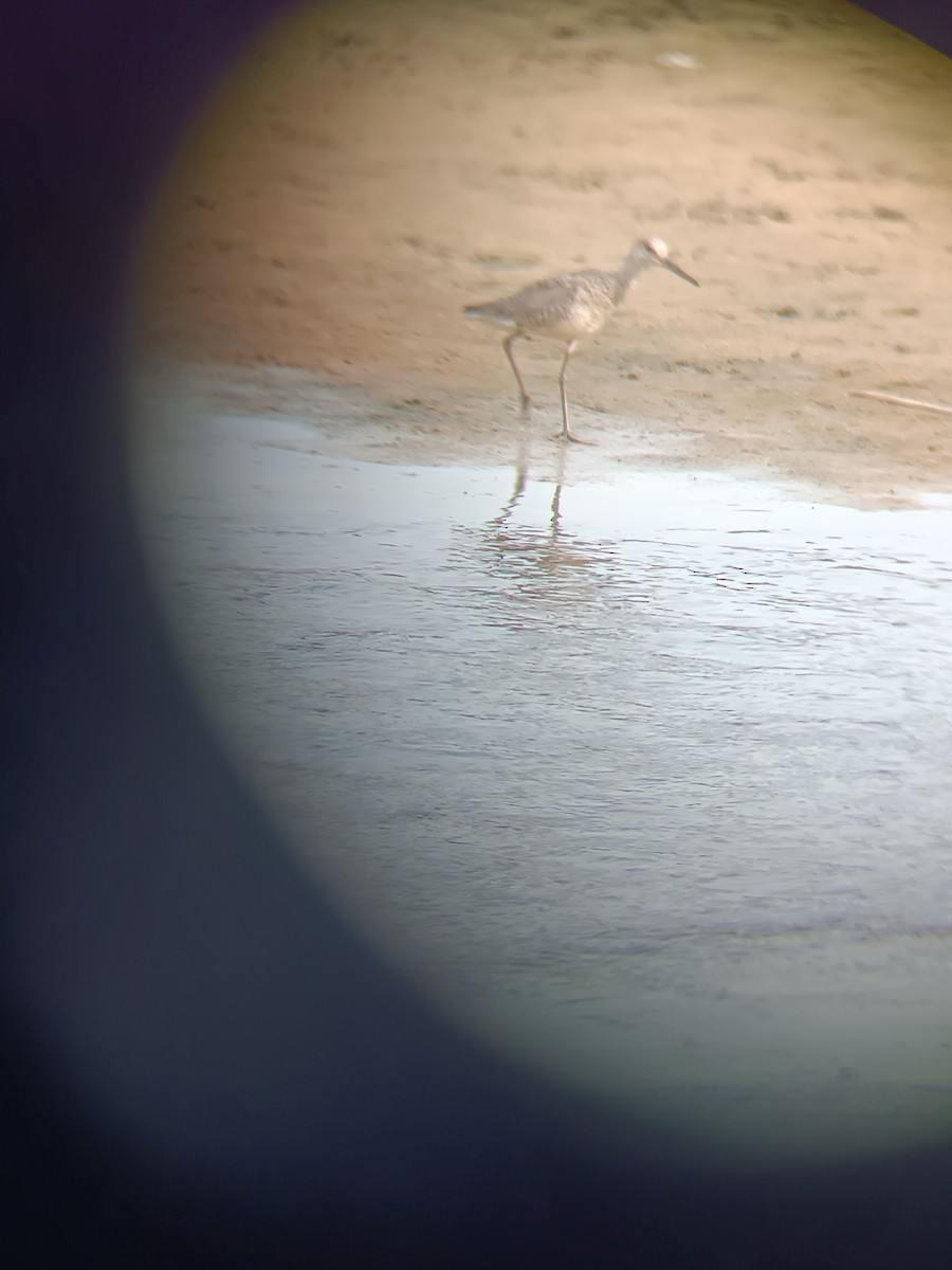 Willet - ML621513842