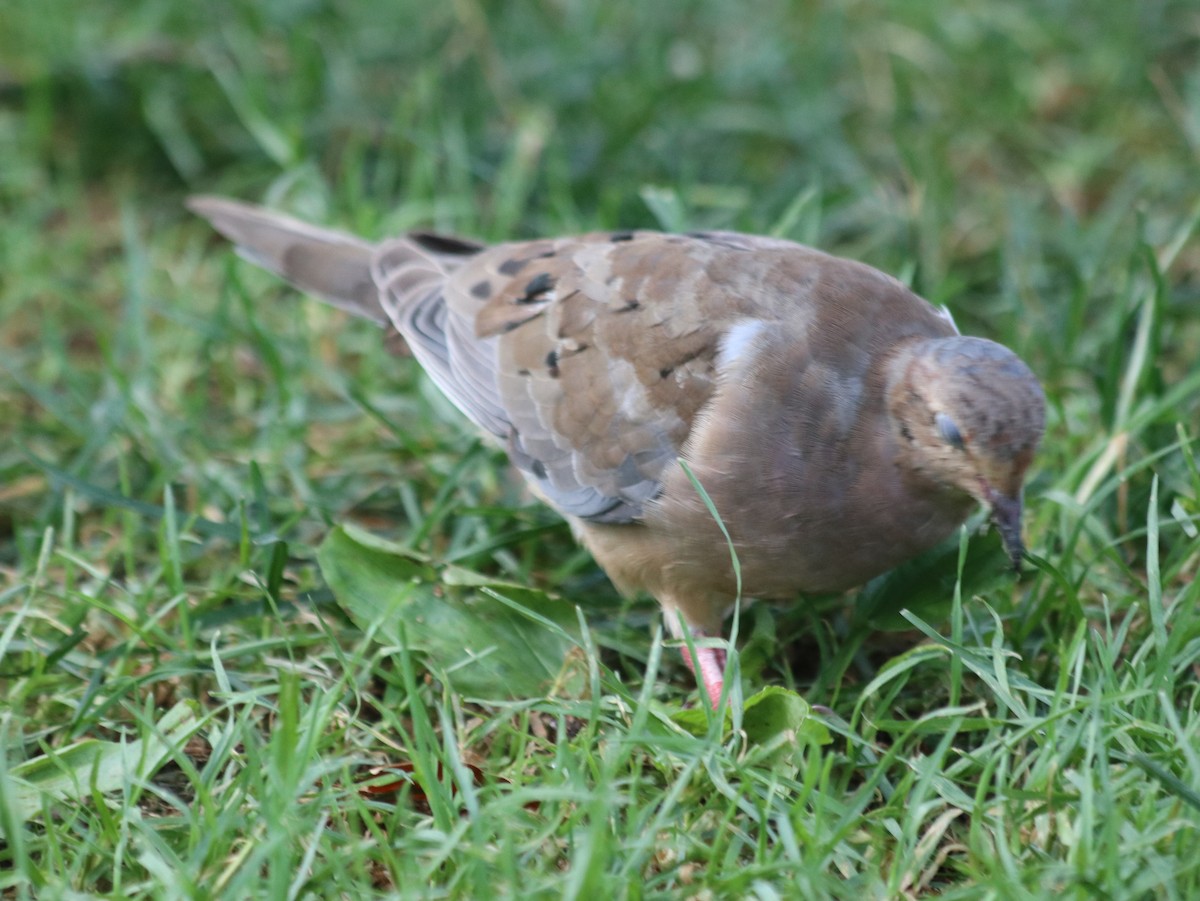 Mourning Dove - ML621513997