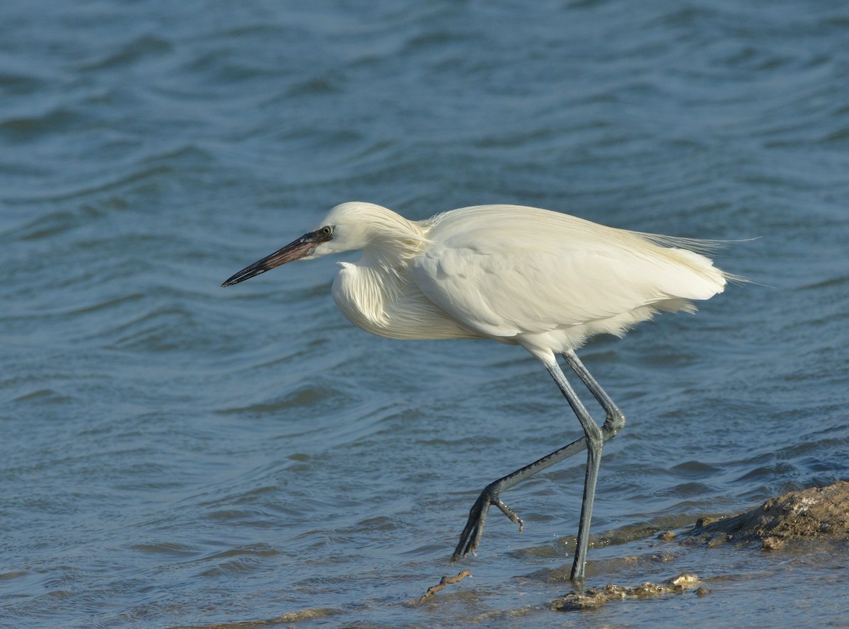 Reddish Egret - ML621514051