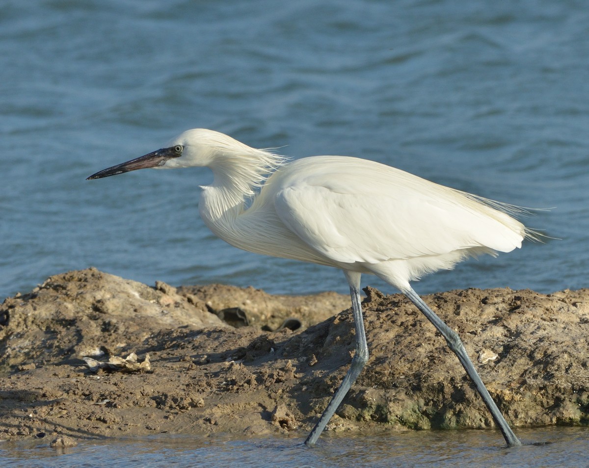 Reddish Egret - ML621514070