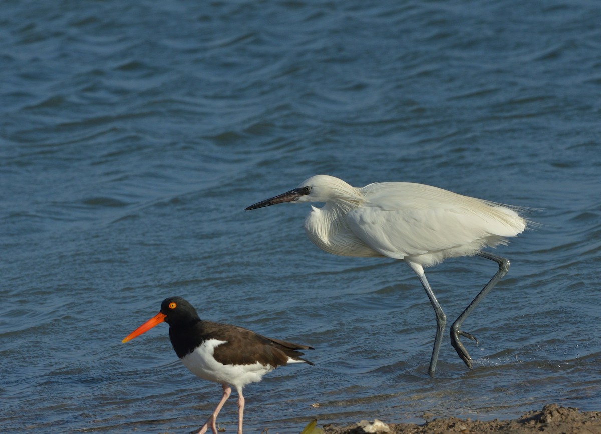 Reddish Egret - ML621514074