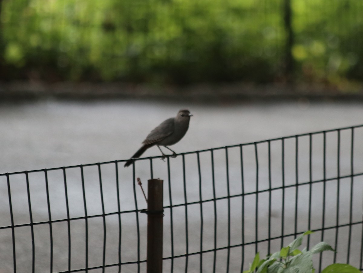 Gray Catbird - ML621514107