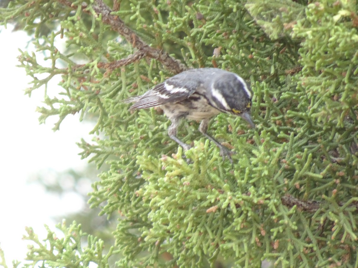 Black-throated Gray Warbler - ML621514127