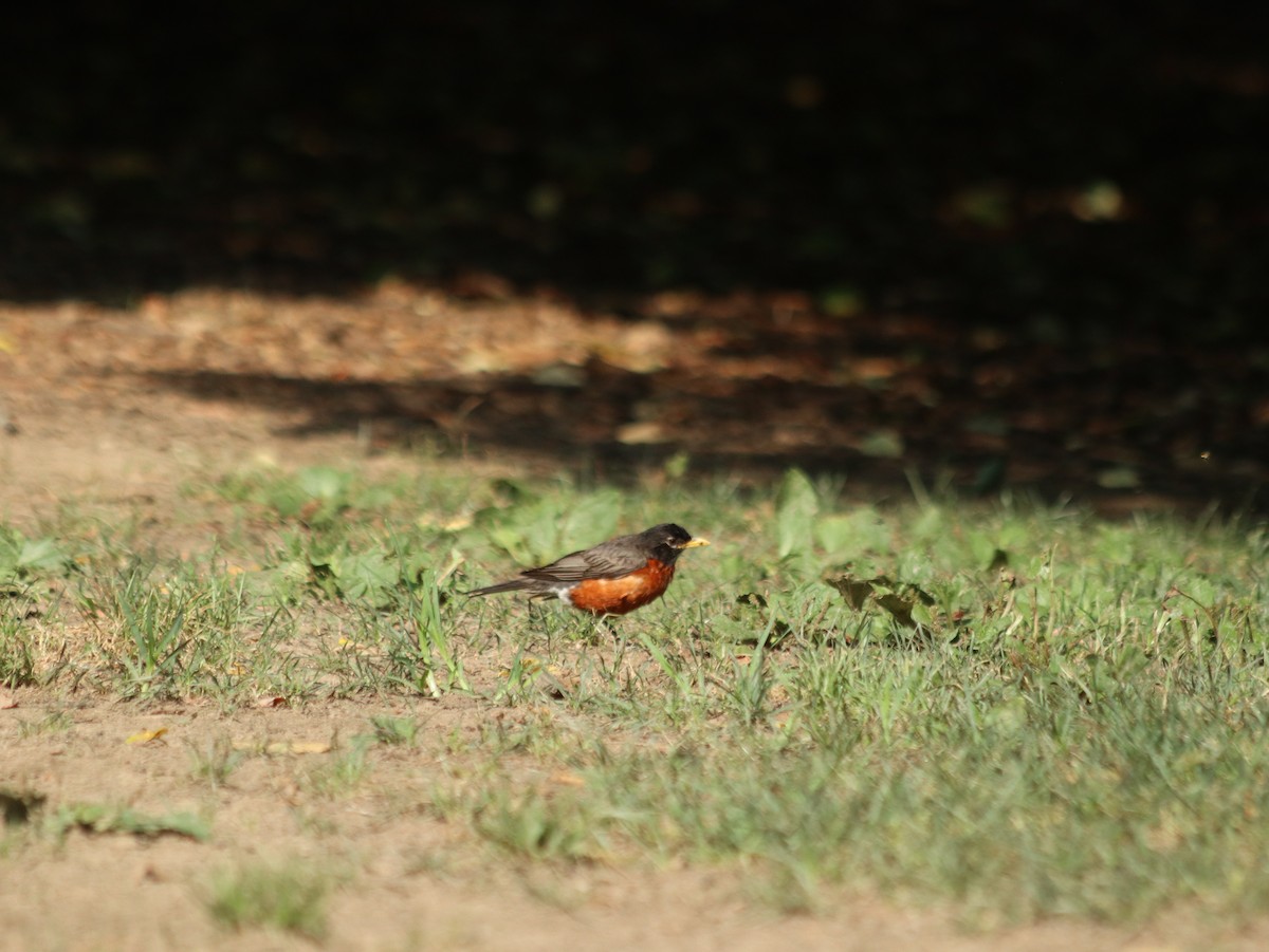 American Robin - ML621514158